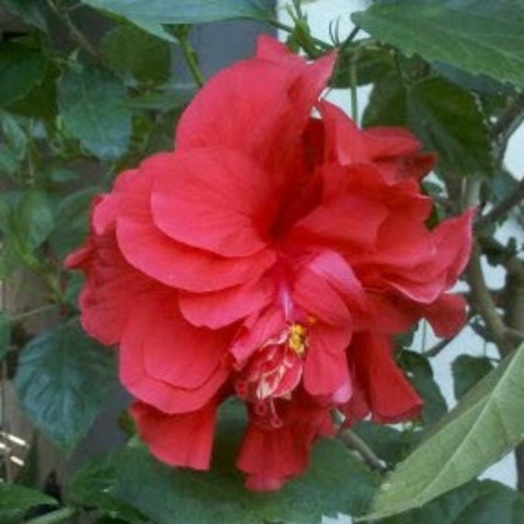 Meet your Posher, Claudia - Picture 1 of 1